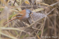 Bearded Tit