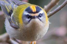 Firecrest