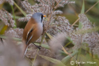 Bearded Tit