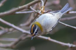 Firecrest