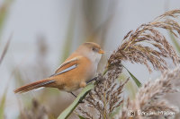 Bearded Tit