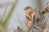 Bearded Tit