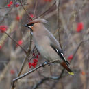 Waxwing