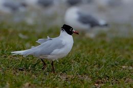 Mediterranean Gull