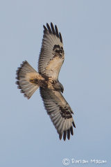 Rough-legged Buzzard