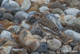 Snow Bunting