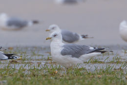 Common Gull