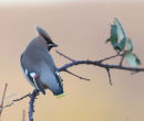 Waxwing