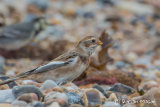 Snow Bunting