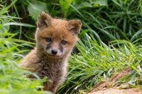 Fox Cub