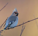 Waxwing