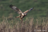 Rough-legged Buzzard