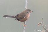 Dartford Warbler