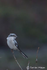 Great-grey Shrike