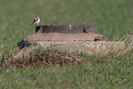 Wheatear