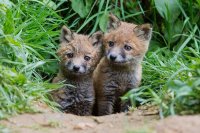 Fox Cub