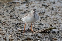 Spotted Redshank