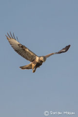Rough-legged Buzzard
