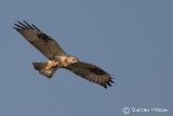 Rough-legged Buzzard