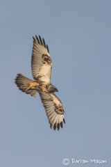 Rough-legged Buzzard