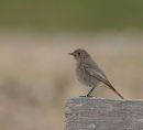 Black Redstart