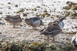 Garganey
