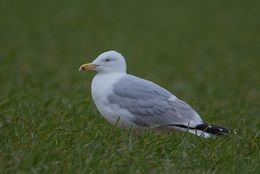 Herring Gull