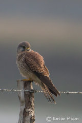kestrel