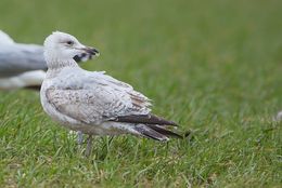 Herring Gull