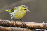 Siskin