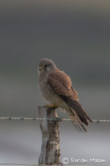 Kestrel