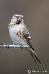Mealey Redpoll