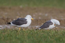 Lesser black- Backed Gull