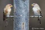 Mealey Redpoll with Lesser Redpoll