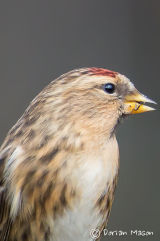 Lesser Redpoll