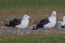 Great Black- backed Gull