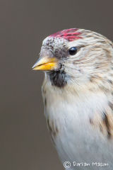 Mealey Redpoll