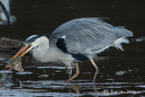 Heron