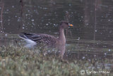 Tundra bean Goose
