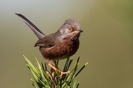 Dartford Warbler