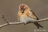 Lesser Redpoll