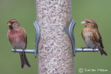 Lesser Redpoll