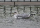 Ring-billed Gull