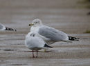 Ring-billed Gull