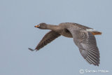Tundra bean Goose