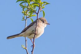 Whitethroat