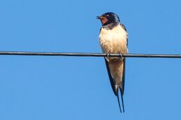 Swallow