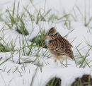 Woodlark