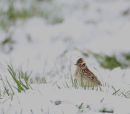 Woodlark