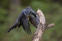 Cuckoo